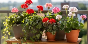 geranium lierre ou zonale