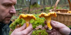 confusion chanterelle en tube