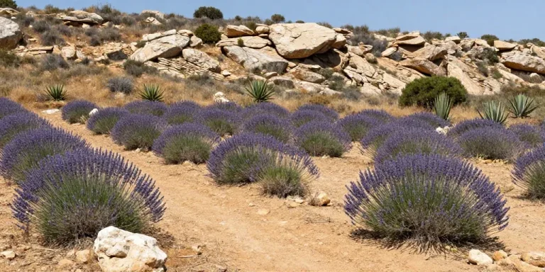 jardin méditerranéen